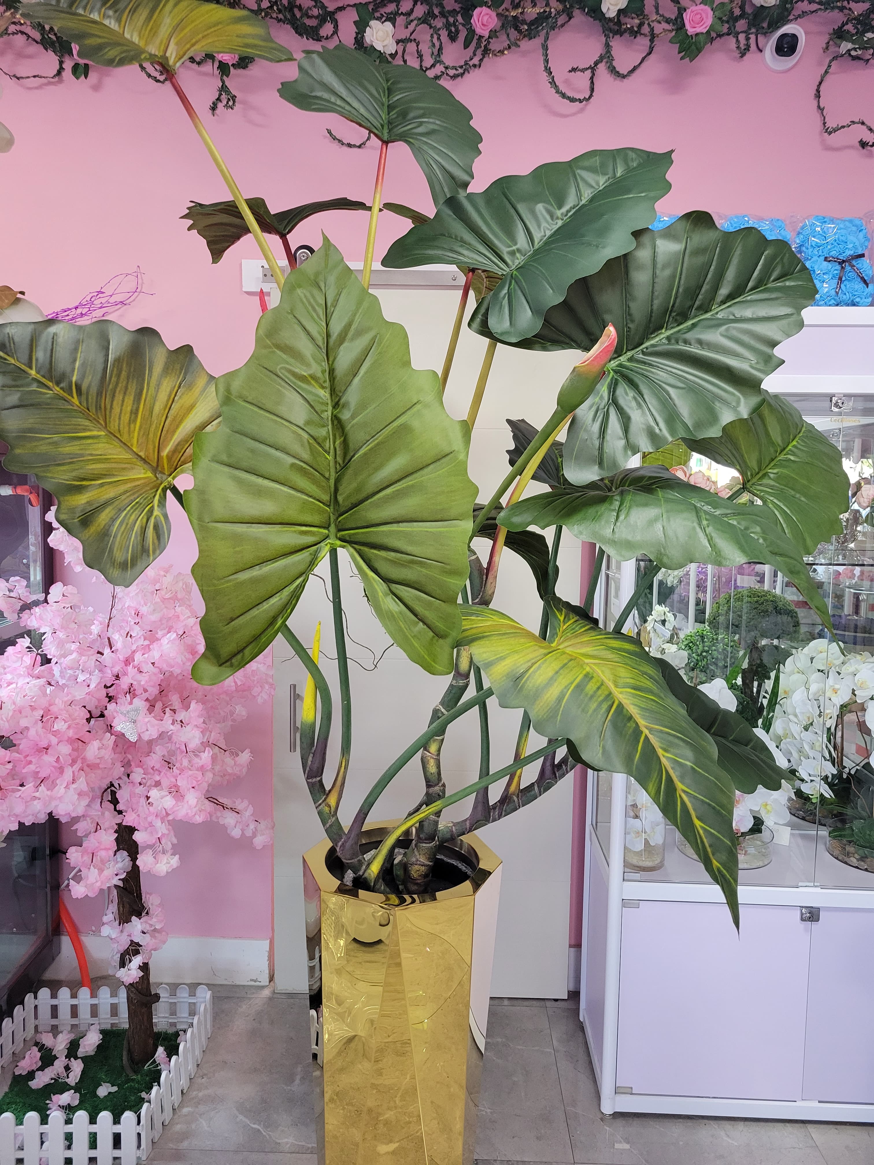 Malanga Plant in a golden pot