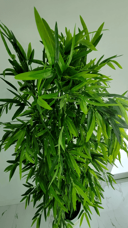 Bamboo-tree-leaves.png
