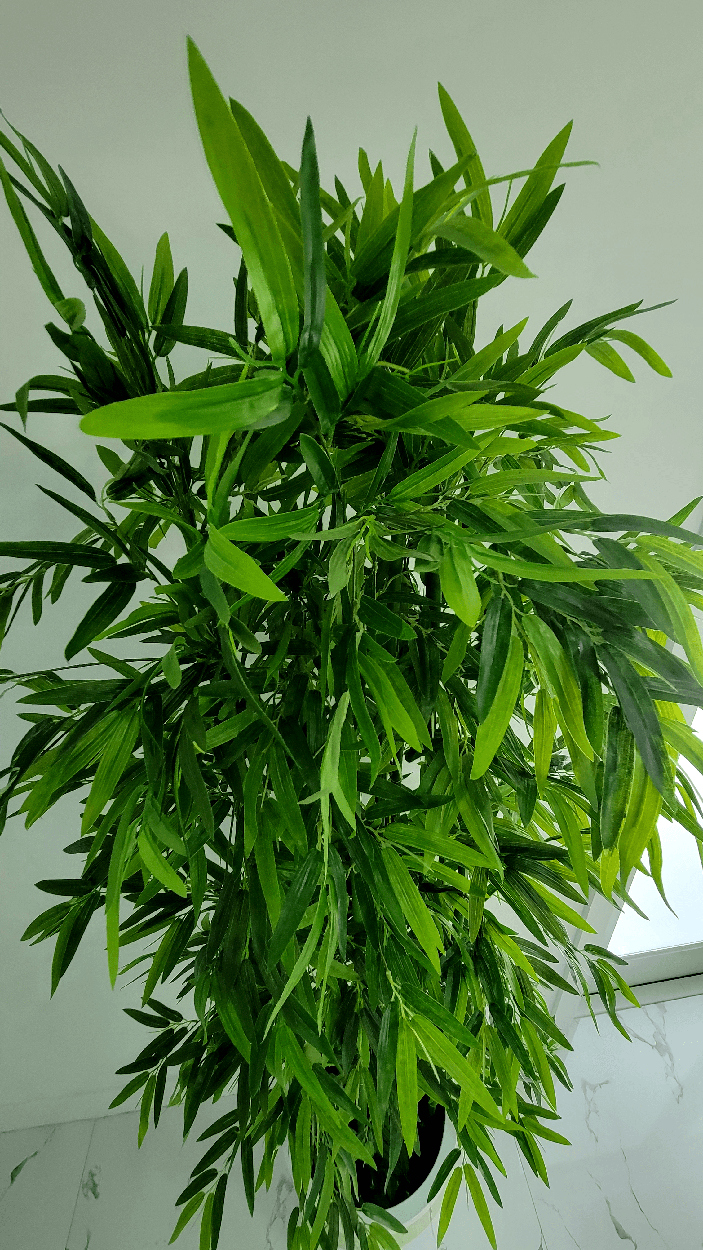 Bamboo-tree-leaves.png